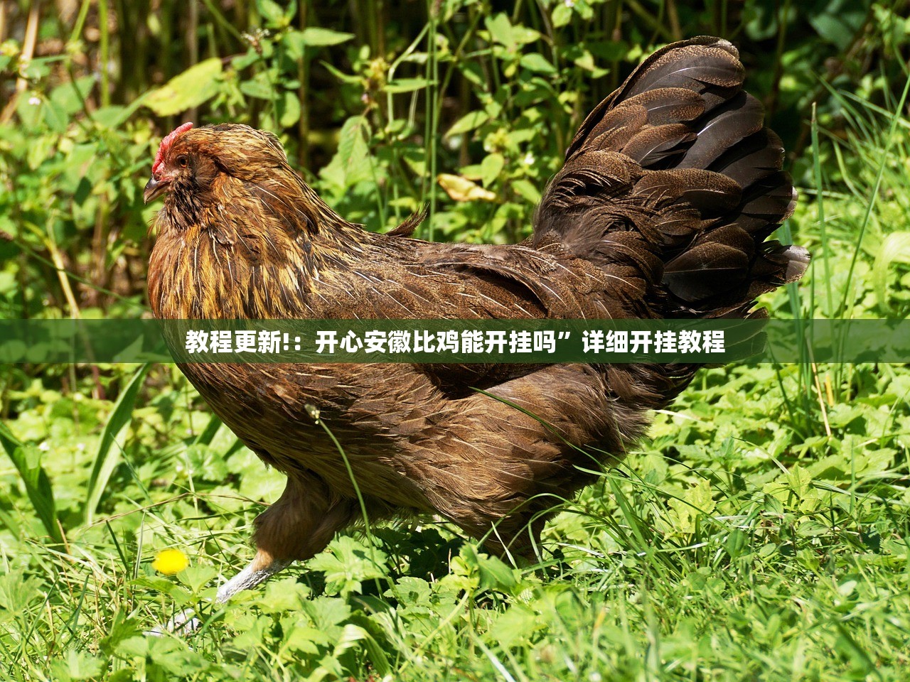 教程更新!：开心安徽比鸡能开挂吗”详细开挂教程