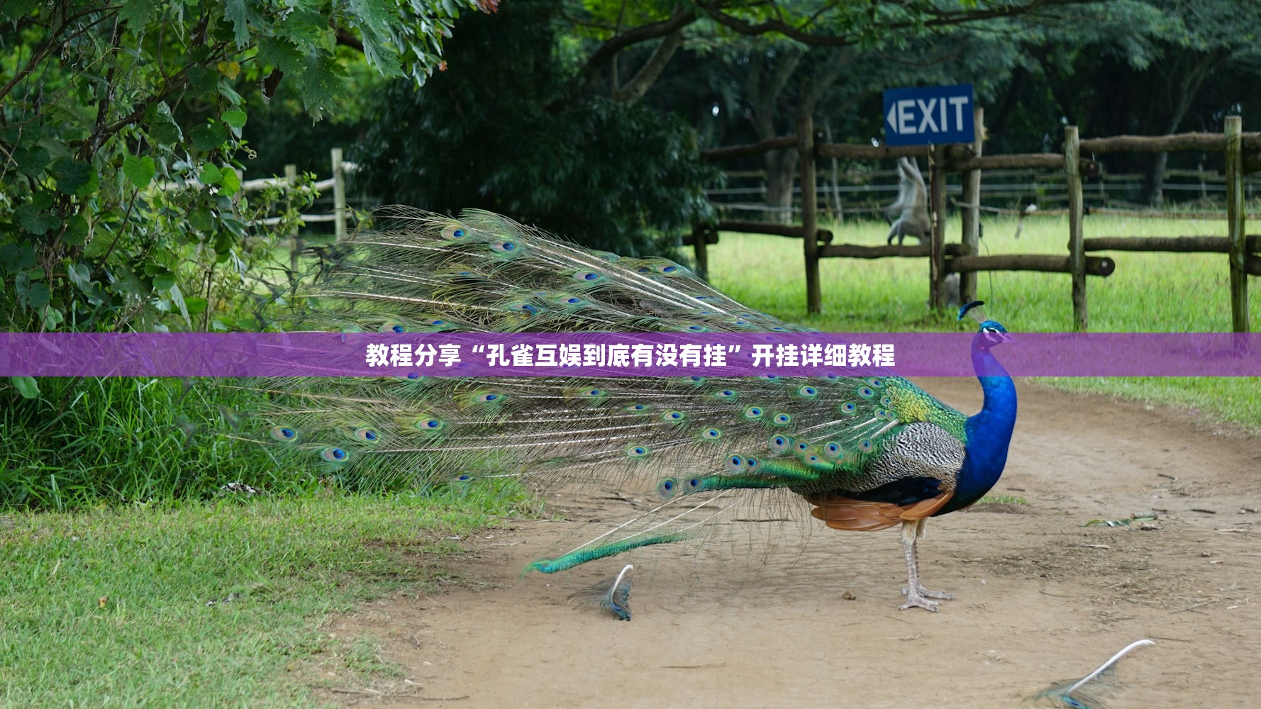 教程分享“孔雀互娱到底有没有挂”开挂详细教程