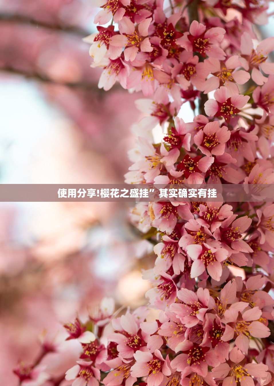 使用分享!樱花之盛挂”其实确实有挂