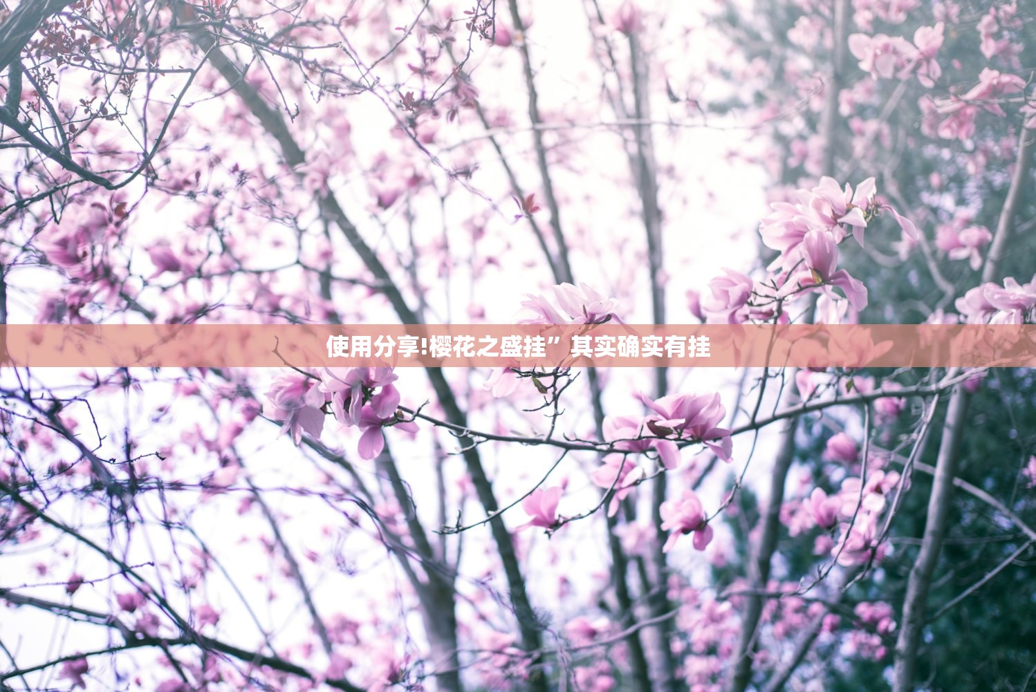 使用分享!樱花之盛挂”其实确实有挂