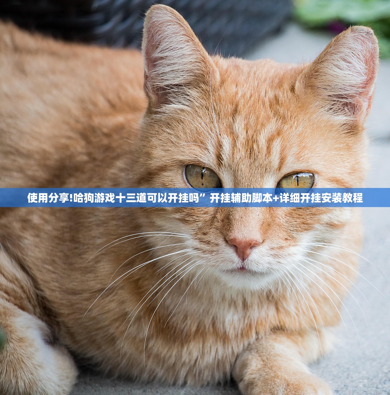 开挂技巧“哈局十三张有挂吗”2026开挂教程步骤