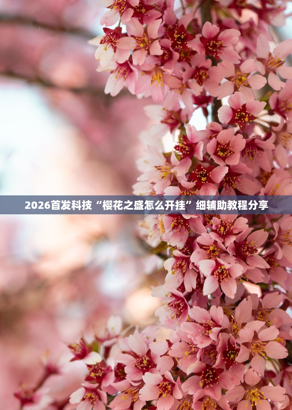 2026首发科技“樱花之盛怎么开挂	”细辅助教程分享