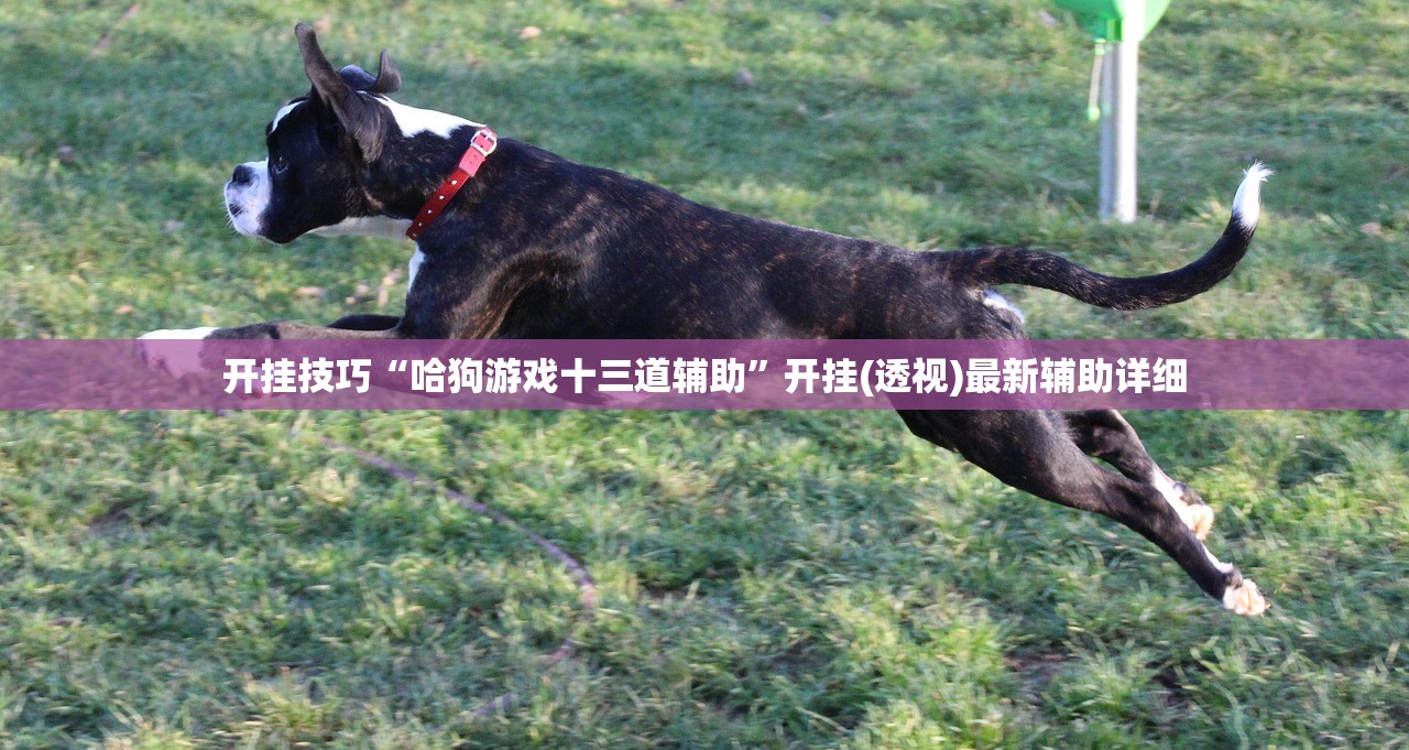 开挂技巧“哈狗游戏十三道辅助”开挂(透视)最新辅助详细