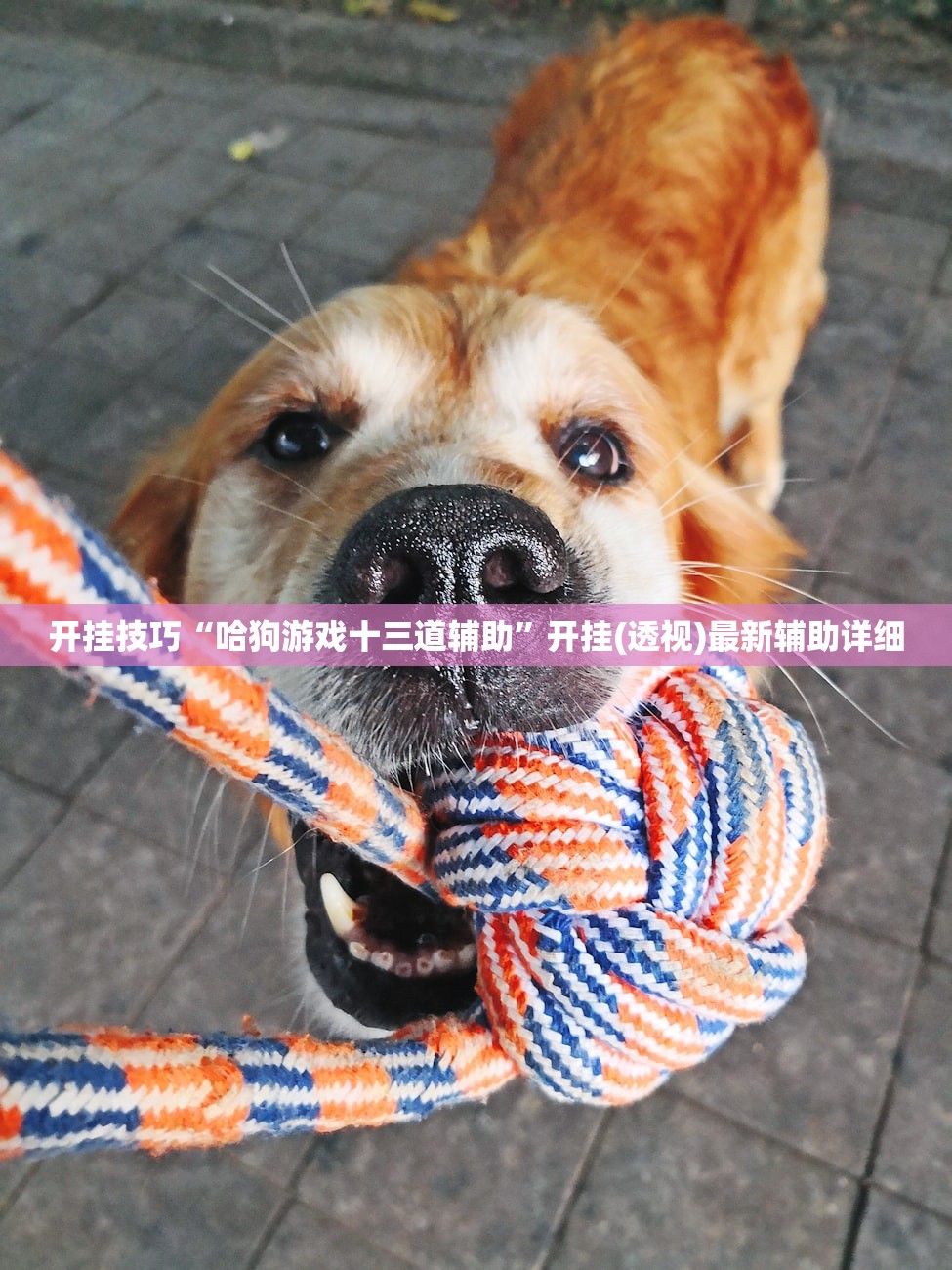 开挂技巧“哈狗游戏十三道辅助”开挂(透视)最新辅助详细