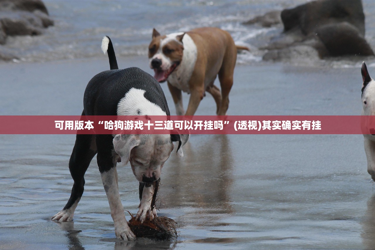 可用版本“哈狗游戏十三道可以开挂吗”(透视)其实确实有挂