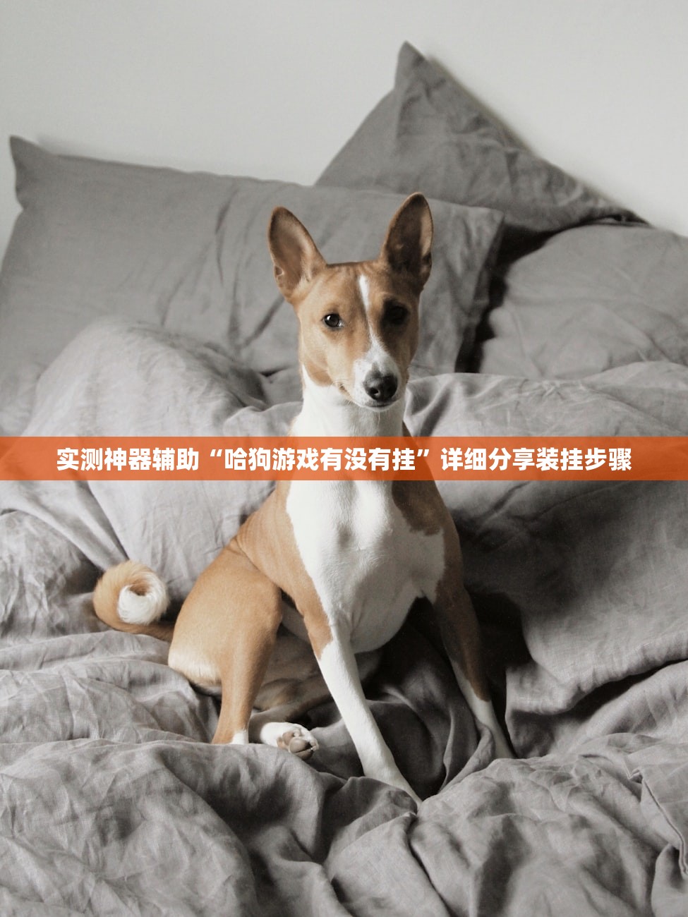 实测神器辅助“哈狗游戏有没有挂”详细分享装挂步骤