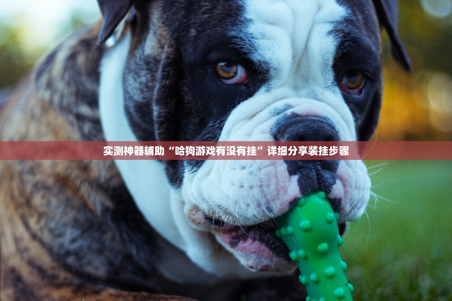 实测神器辅助“哈狗游戏有没有挂”详细分享装挂步骤