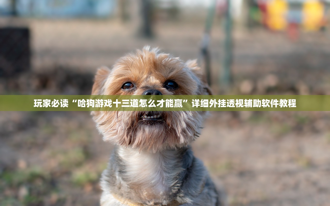 玩家必读“哈狗游戏十三道怎么才能赢”详细外挂透视辅助软件教程